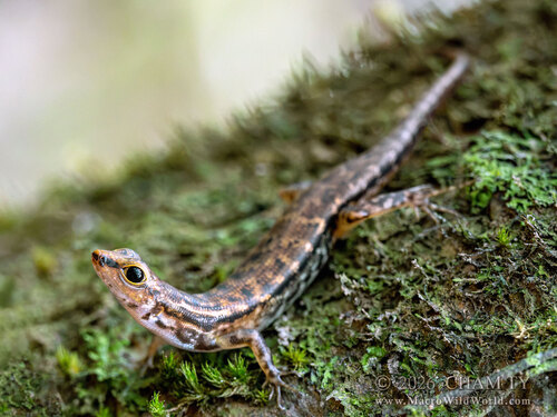 Sphenomorphus simus observed 2026-07-26