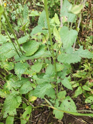 Agastache urticifolia, photograph 2