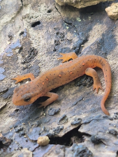 Eastern Newt