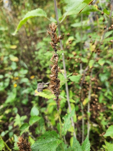 Agastache urticifolia, photograph 3