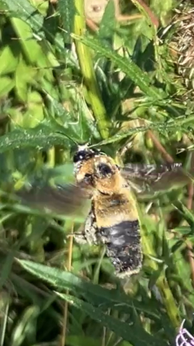 Southern Plains Bumble Bee