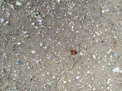 Coccinella septempunctata
