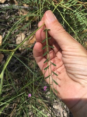 Tephrosia brachyodon