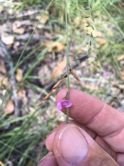 Tephrosia brachyodon
