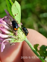 Cryptocephalus biguttatus