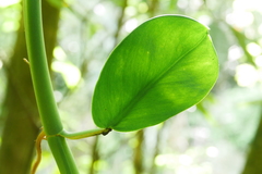 Rhaphidophora hongkongensis