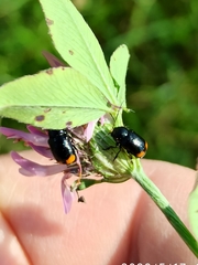 Cryptocephalus biguttatus