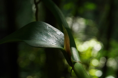 Rhaphidophora hongkongensis