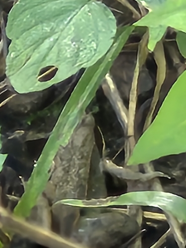Wood Frog
