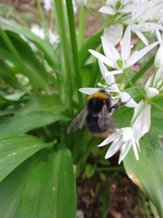 Bombus pratorum