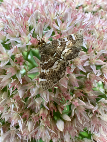 Spotted Beet Webworm Moth
