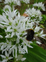 Bombus pratorum