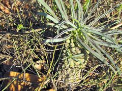 Euphorbia clava