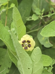 author not stated, no rights reserved Physalis walteri, photograph author not stated, no rights reserved