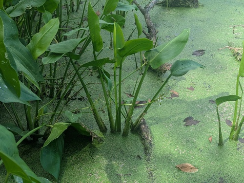 Sagittaria platyphylla, photograph 6