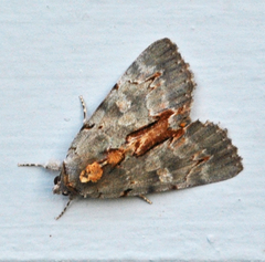 Catocala grynea