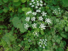 Scaligeria napiformis