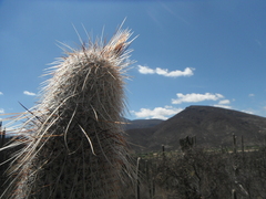 Cephalocereus columna-trajani