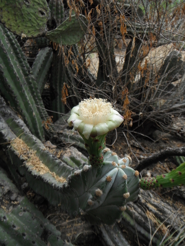 Stenocereus pruinosus