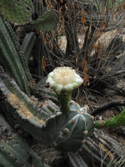 Stenocereus pruinosus