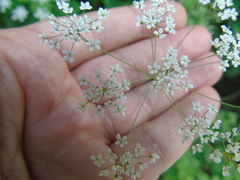 Scaligeria napiformis