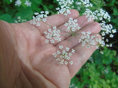 Scaligeria napiformis