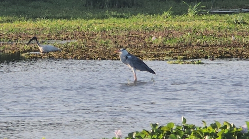 Grey Heron