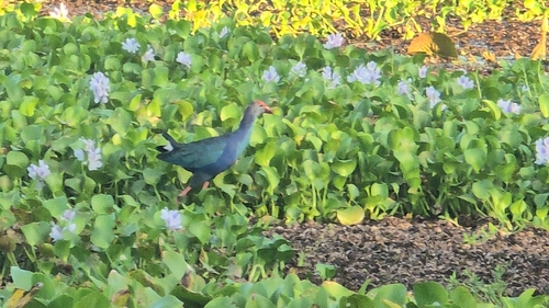 Gray-headed Swamphen