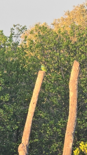 Asian Green Bee-eater