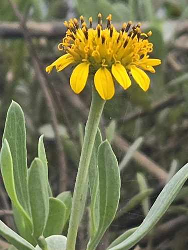 Borrichia frutescens, photograph 1
