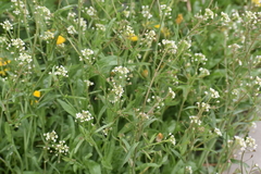 Capsella bursa-pastoris