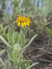 Borrichia frutescens, photograph author not stated, no rights reserved