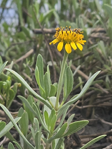 Borrichia frutescens, photograph 3