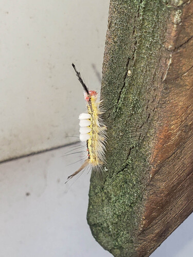 White-marked Tussock Moth