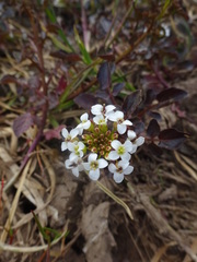 Nasturtium officinale
