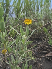 Borrichia frutescens, photograph author not stated, no rights reserved