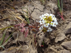 Nasturtium officinale