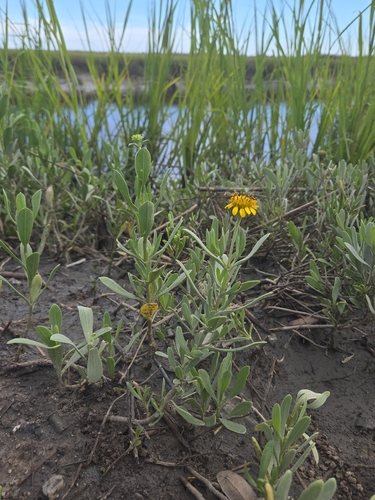 Borrichia frutescens, photograph 5