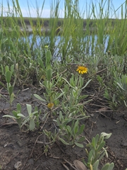 Borrichia frutescens, photograph author not stated, no rights reserved