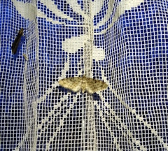 Eupithecia tantillaria