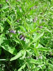 Symphytum × uplandicum