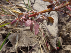 Nasturtium officinale