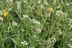 Capsella bursa-pastoris