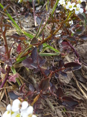 Nasturtium officinale