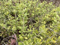 Arctostaphylos pumila