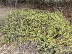 Arctostaphylos pumila, photograph (c) Annette Herz, some rights reserved (CC BY)