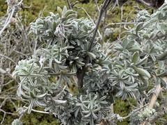 Lupinus chamissonis