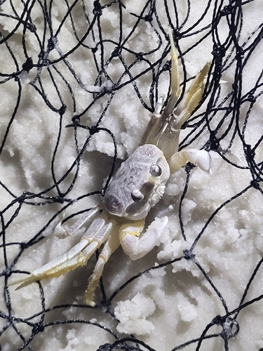 Atlantic ghost crab
