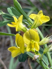 Medicago × varia, photograph (c) Tony KM, some rights reserved (CC BY)