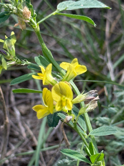 Medicago × varia, photograph (c) Tony KM, some rights reserved (CC BY)